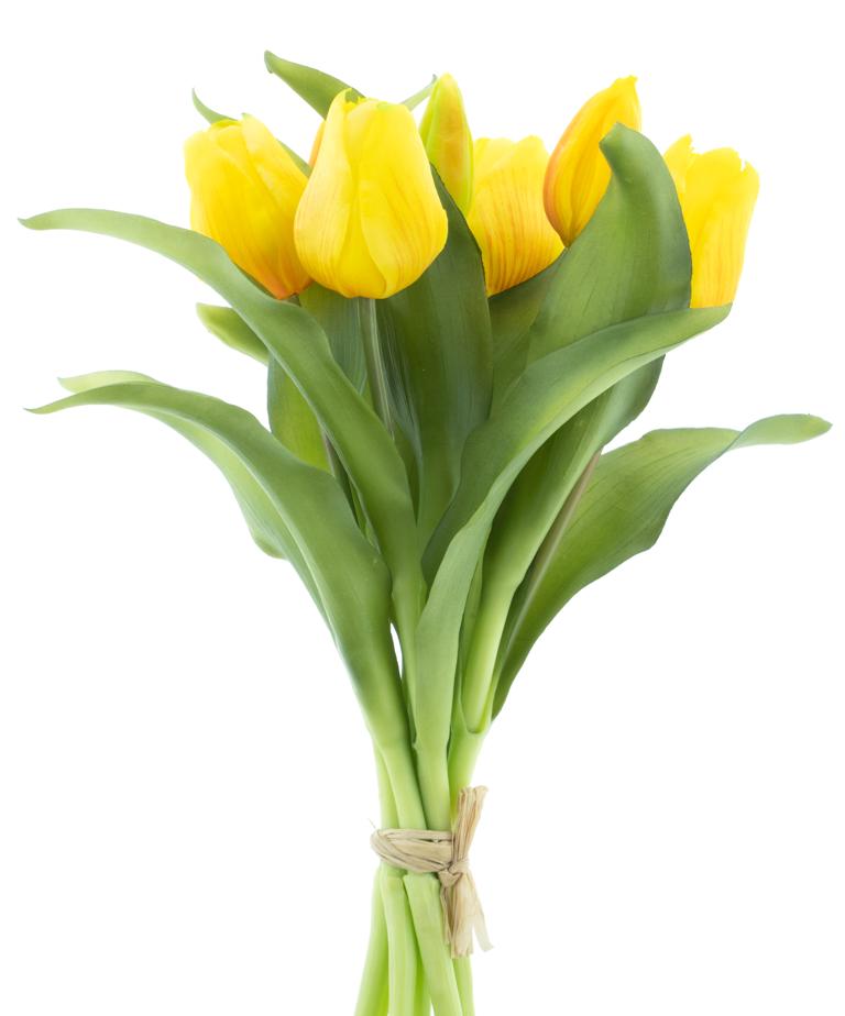 Tulip vermeer sally