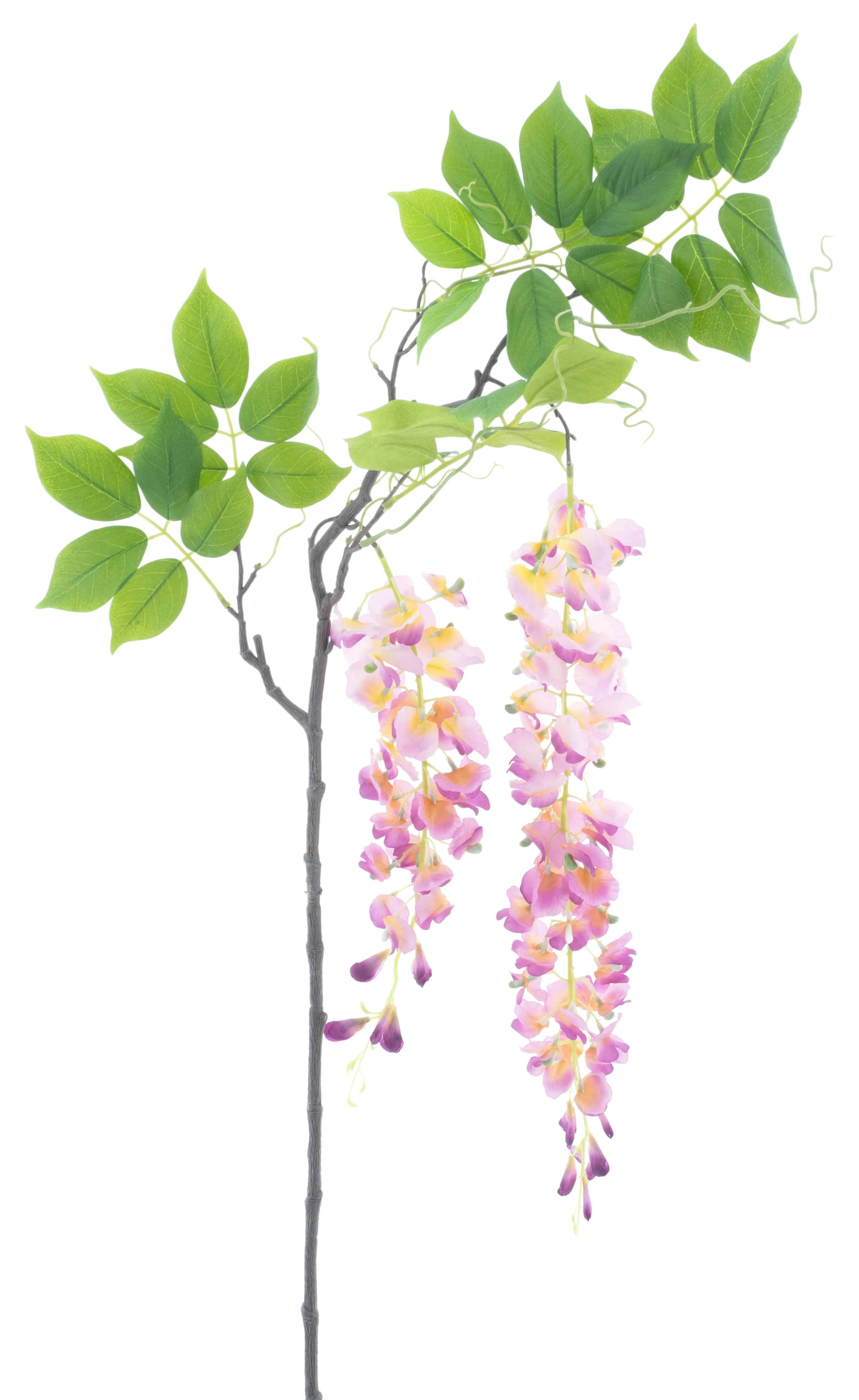 Wisteria alara spray