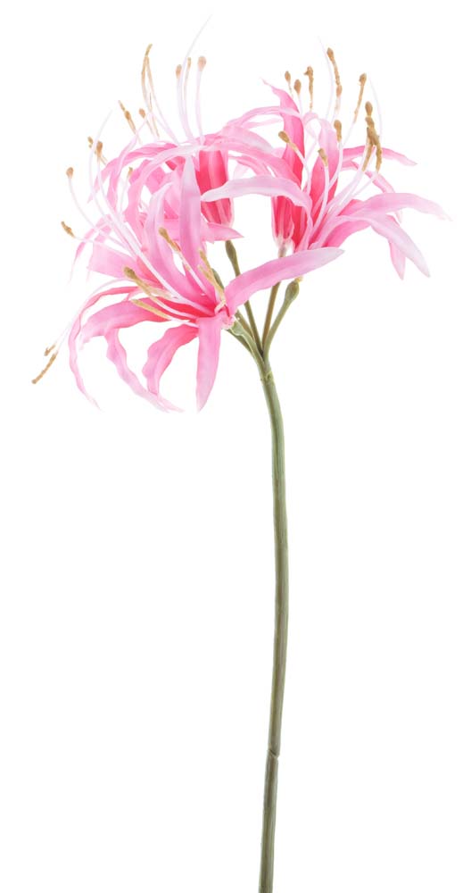 Nerine spray