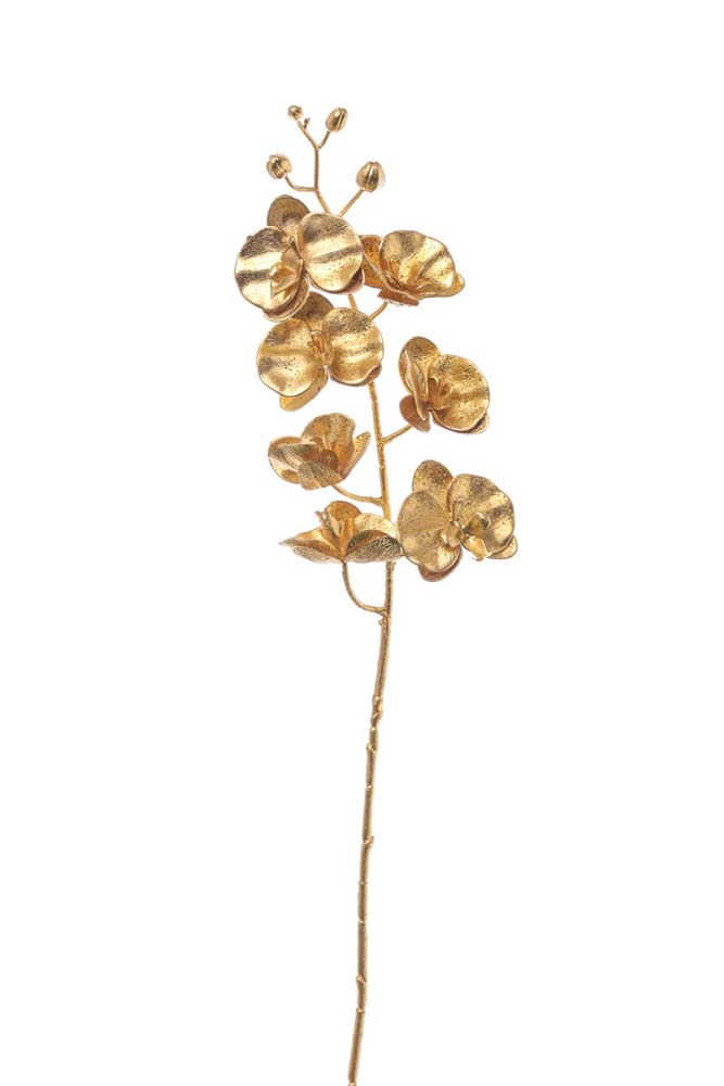 Phalaenopsis branch