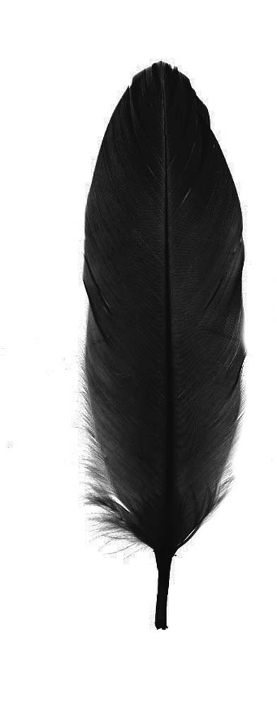 Feather nageoires