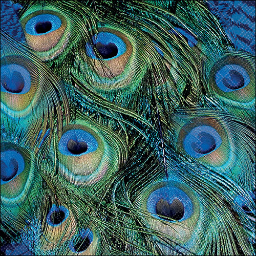 Peacock feathers