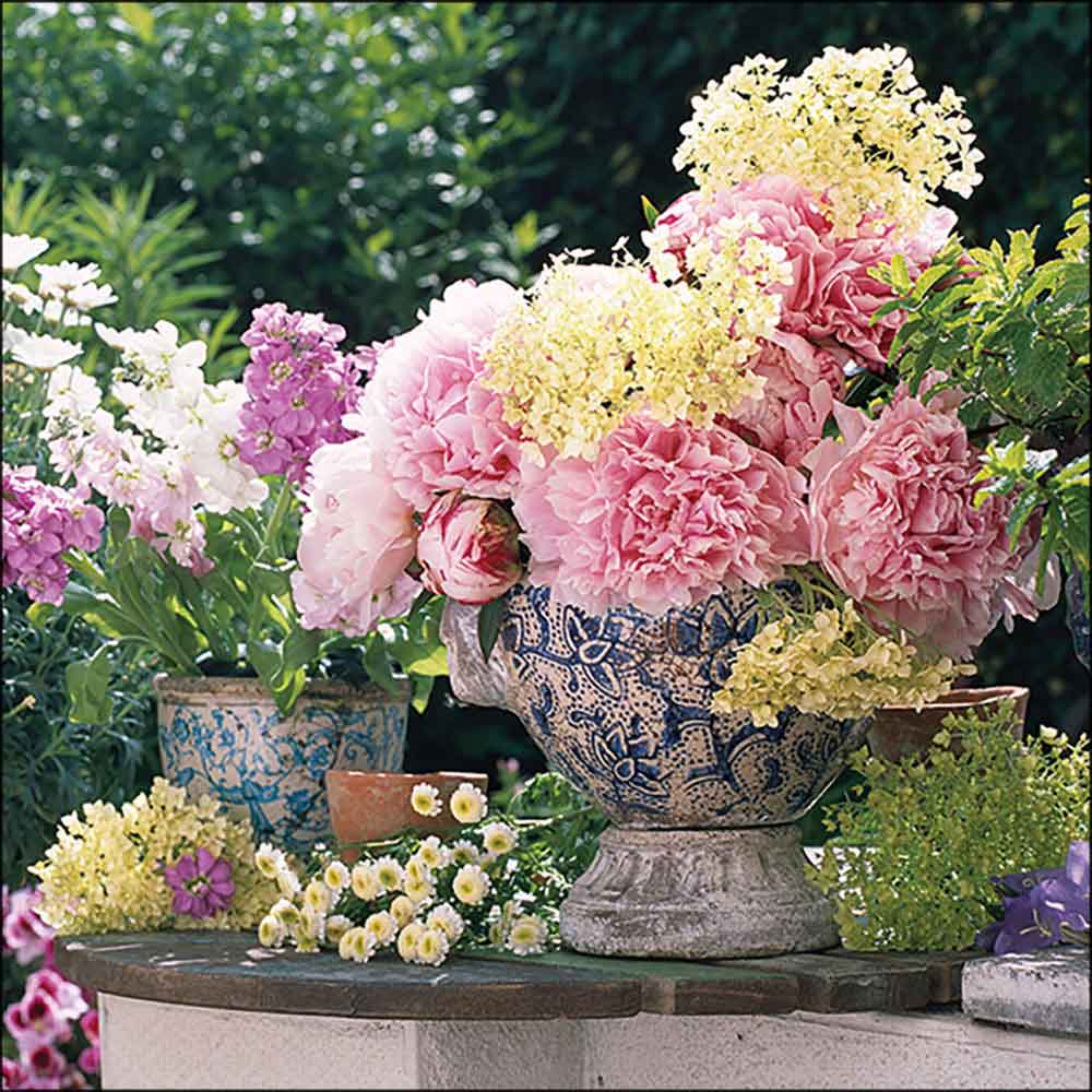 Potted flowers