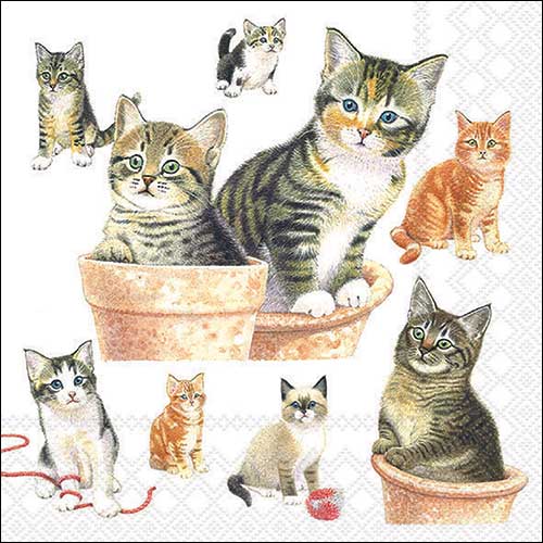 Cute kittens
